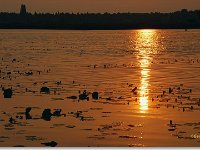sized_Ringelsven_20080608 _03